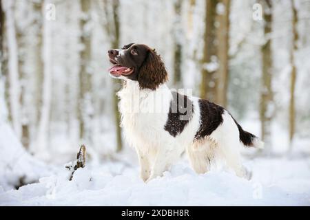 DOG. English springer spaniel standing in the snow Stock Photo