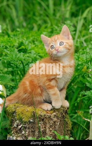 Cat. Kitten on tree stump Stock Photo