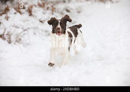 DOG. English springer spaniel running through the snow Stock Photo