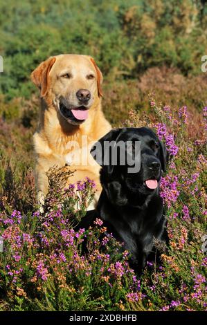 DOG. Yellow labrador sitting behind black labrador Stock Photo