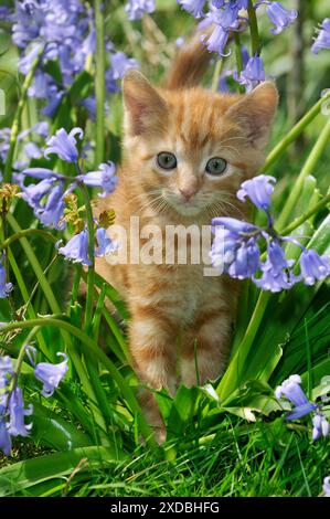 KITTEN. ( ginger) in bluebells Stock Photo