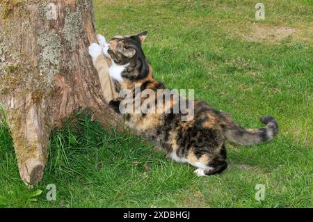 CAT. Cat scratching tree Stock Photo