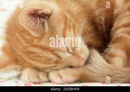 KITTEN. ( ginger ) Stock Photo