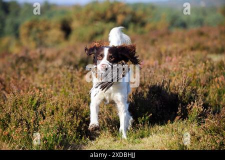 DOG. English springer spaniel running through heather Stock Photo