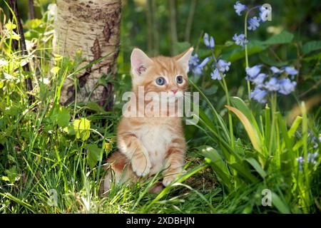 KITTEN - Kitten in bluebells Stock Photo