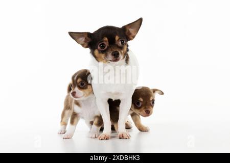 DOG. Chihuahua puppies standing next to chihuahua Stock Photo