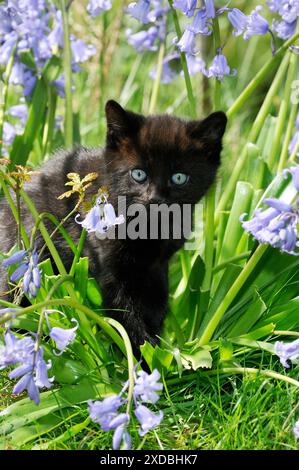 KITTEN. ( black ) in bluebells Stock Photo