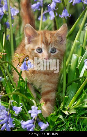 KITTEN. ( ginger) in bluebells Stock Photo