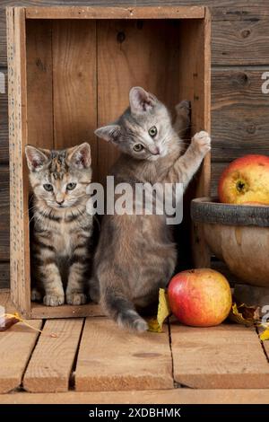 CAT - Kittens in wooden box Stock Photo
