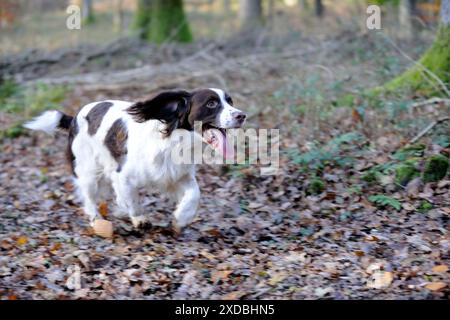 DOG - English springer spaniel running through the woods Stock Photo