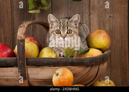 CAT - British shorthaired kitten laying on basket of apples Stock Photo