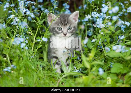 KITTEN - Kitten in garden Stock Photo