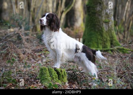 DOG - English springer spaniel standing on tree stump Stock Photo