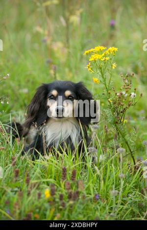 DOG - Miniature long haired dachshund Stock Photo