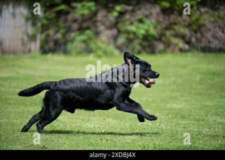 DOG - Black labrador running in garden Stock Photo