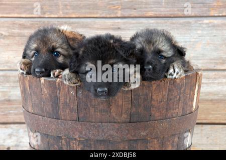 DOG - German shepherd dog - puppies sitting in wooden tub Stock Photo