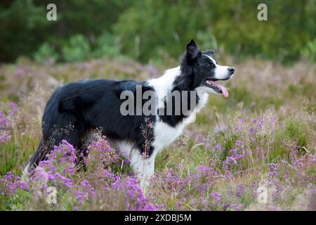 DOG - Border collie Stock Photo