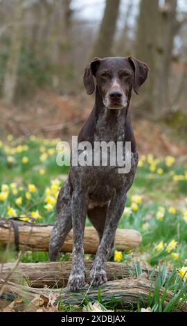 DOG - German short-haired pointer standing on fallen Stock Photo