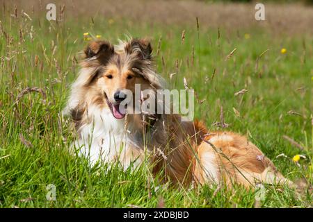 Dog Rough Collie Stock Photo