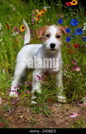 Jack Russell Parson Terrier dog start eating food out of the bowl ...