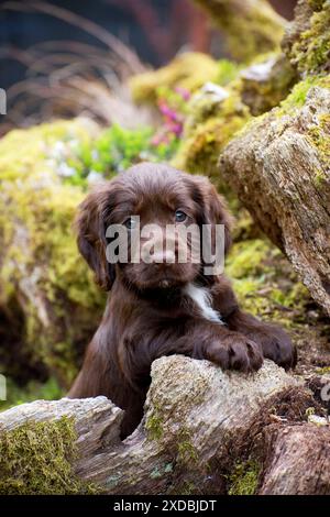 Dog - Cocker Spaniel puppy about 6 weeks old - on Stock Photo