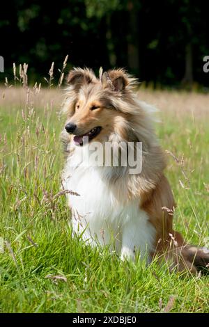 Dog Rough Collie Stock Photo