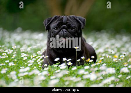 Dog - Black Pug in daisies Stock Photo