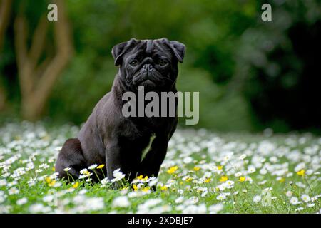 Dog - Black Pug in daisies Stock Photo