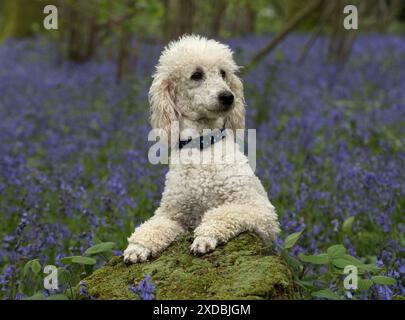 Dog Labradoodle Stock Photo