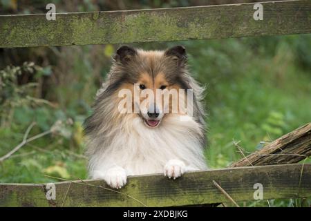 Dog Rough Collie Stock Photo