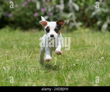 Dog Parson Jack Russell Terrier 9 week old puppy Stock Photo