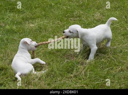 Dog Parson Jack Russell Terriers 9 week old puppies Stock Photo