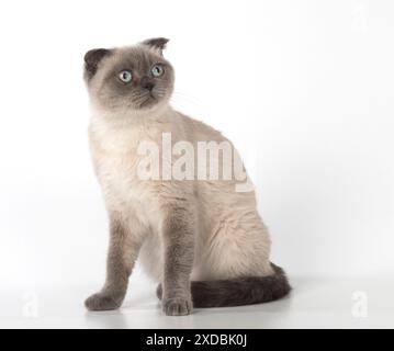Cat Scottish Fold Stock Photo