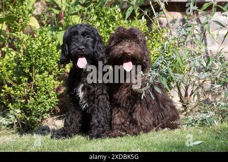 Dog Cockerpoo Stock Photo