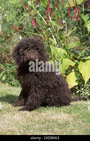 Dog Cockerpoo Stock Photo