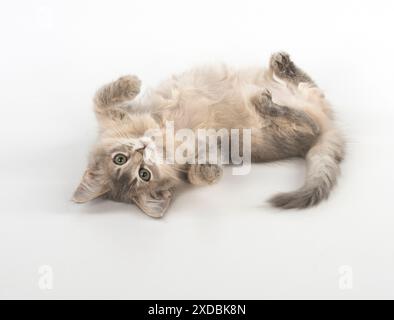 Cat Somali (blue) 3 month old kitten Stock Photo