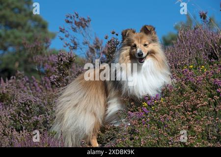 Dog Shetland Sheepdog Stock Photo