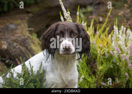 Dog Springer Spaniel Stock Photo