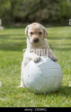 Dog Labrador 8 week old puppy Stock Photo