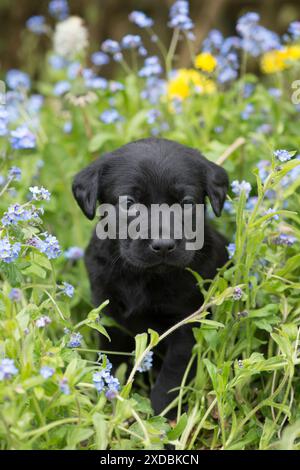 Dog Labrador 8 week old puppy Stock Photo