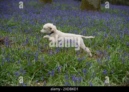 Dog Miniature Poodle running in a Bluebell wood Stock Photo