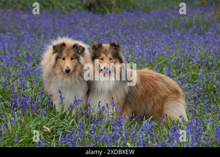 Dog Rough Collies in a spring Bluebell wood Stock Photo