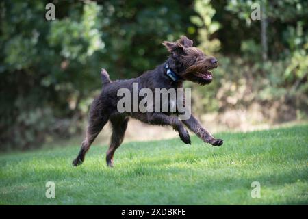 Dog German Wire-haired Pointer running Stock Photo