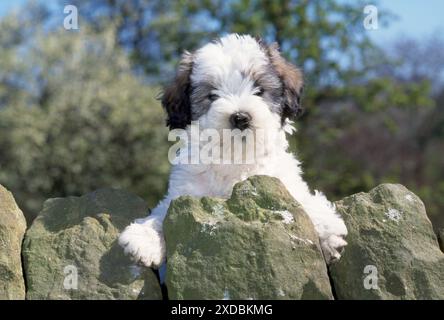Polish lowland sheepdog puppy Stock Photo - Alamy