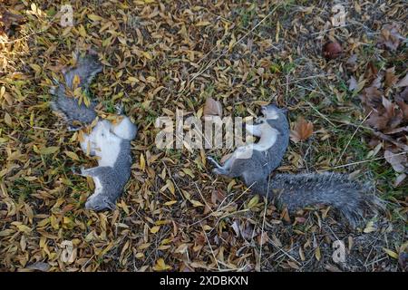 dead squirrels on the lawn in sacramento ca usa Stock Photo