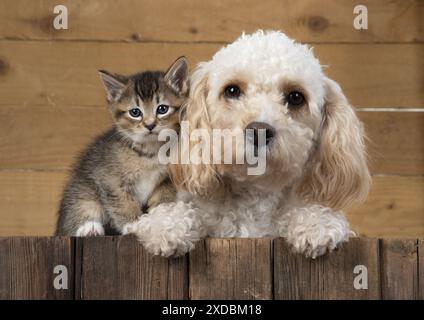 DOG. Cavapoo with tabby kitten Stock Photo