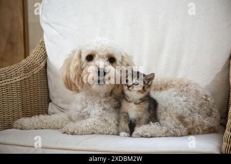 DOG. Cavapoo with a tabby kitten in a chair Stock Photo