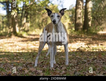 DOG. Whippet, in autumn setting Stock Photo