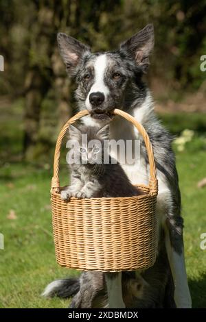DOG. Border Collie cross dog holding a basket Stock Photo