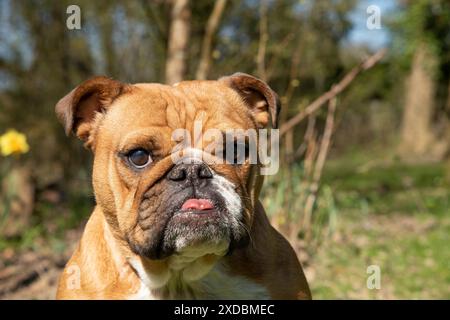 DOG. Bulldog, sitting looking at camera, w/a Stock Photo